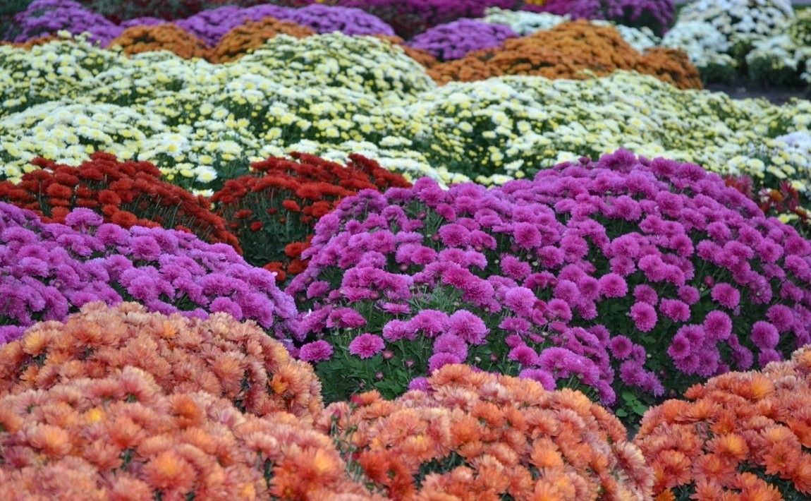 Как правильно выбрать цветы на могиле, сделать их постоянными и красивыми - E-garden