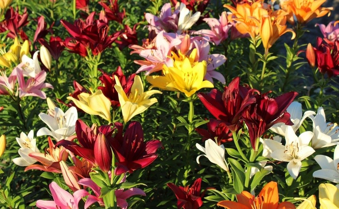 Как выращивать лилии. 10 вещей, о которых нужно заботиться, чтобы иметь красивые лилии - E-garden
