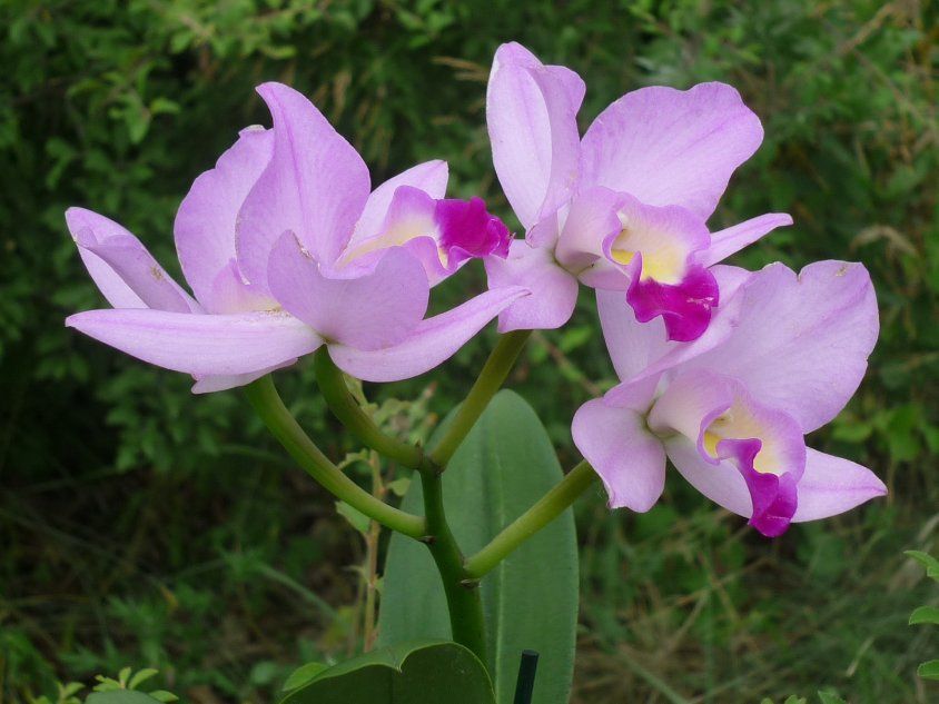 Катли орхидея
