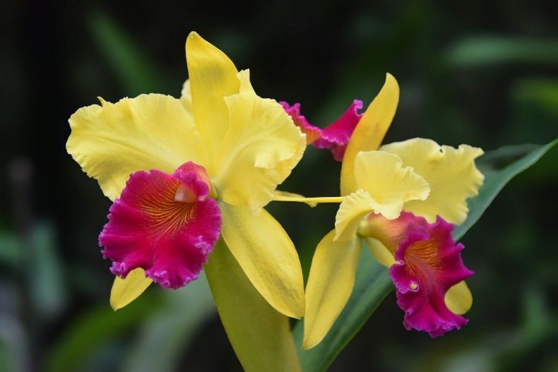 Орхидея рода катлея