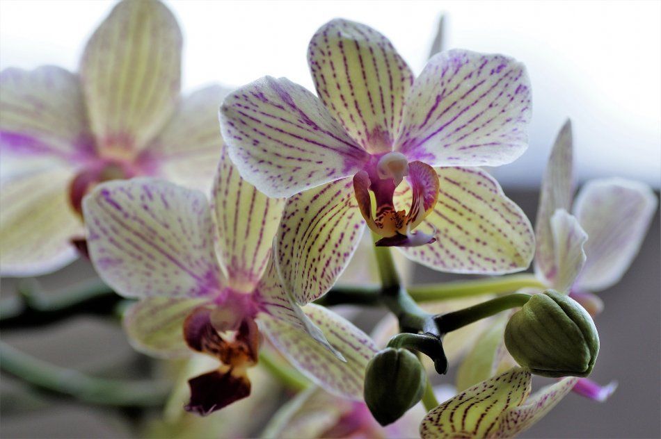 Орхидея вида Фаленопсис