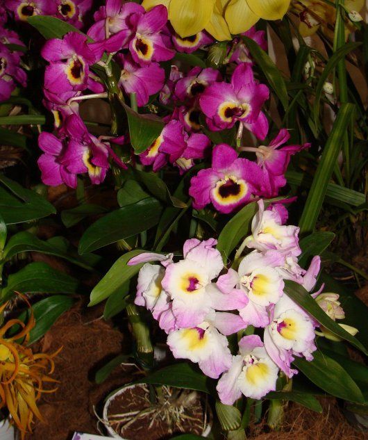Цветущие орхидеи дендробиум