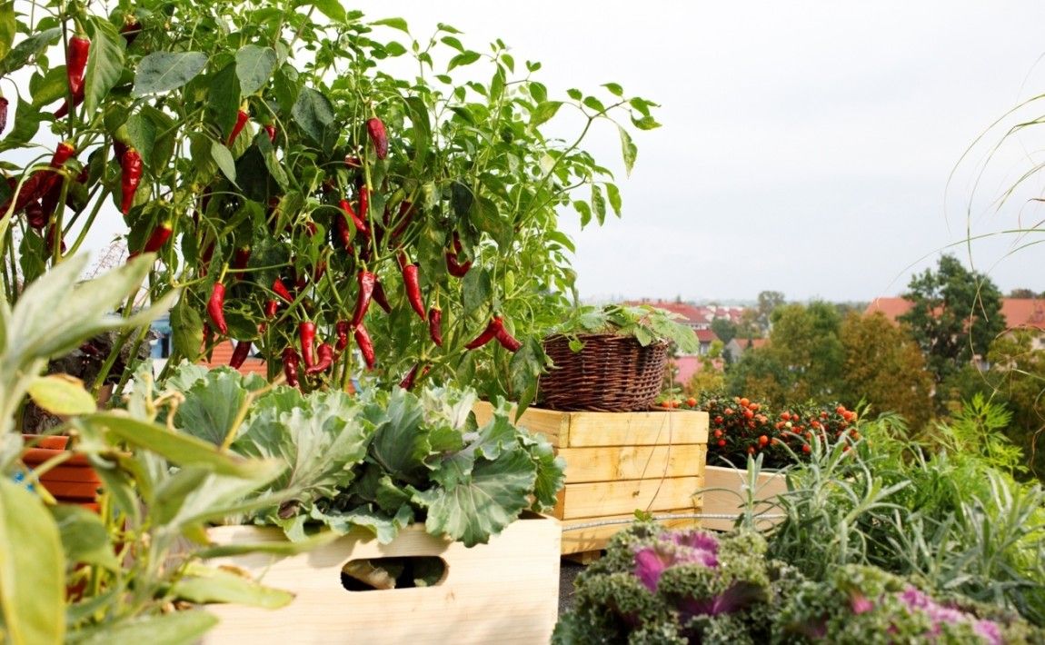 Выращивание овощей, трав и фруктов на балконе - первые шаги - E-garden